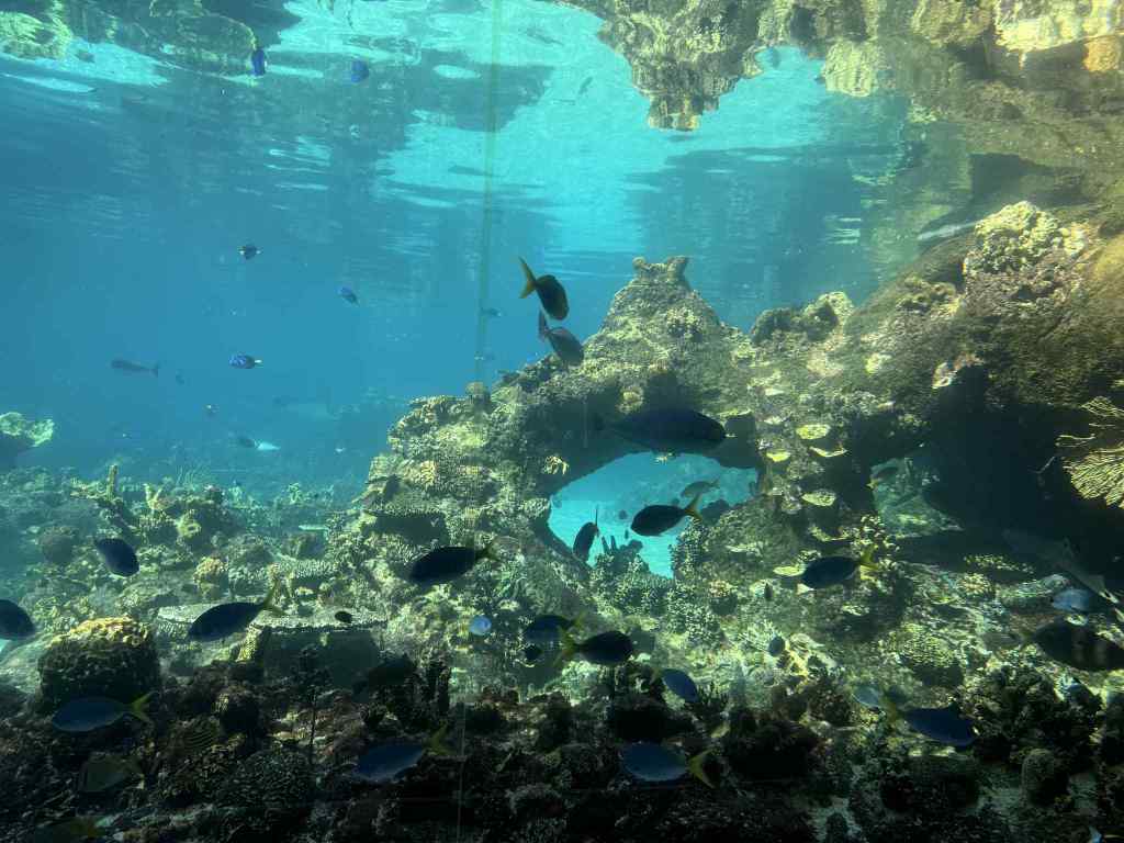 “Seaworld aquarium display, Gold Coast”